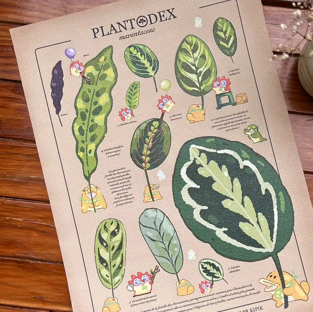 Toile - Plantodex Marantacea - Pr. Kipik